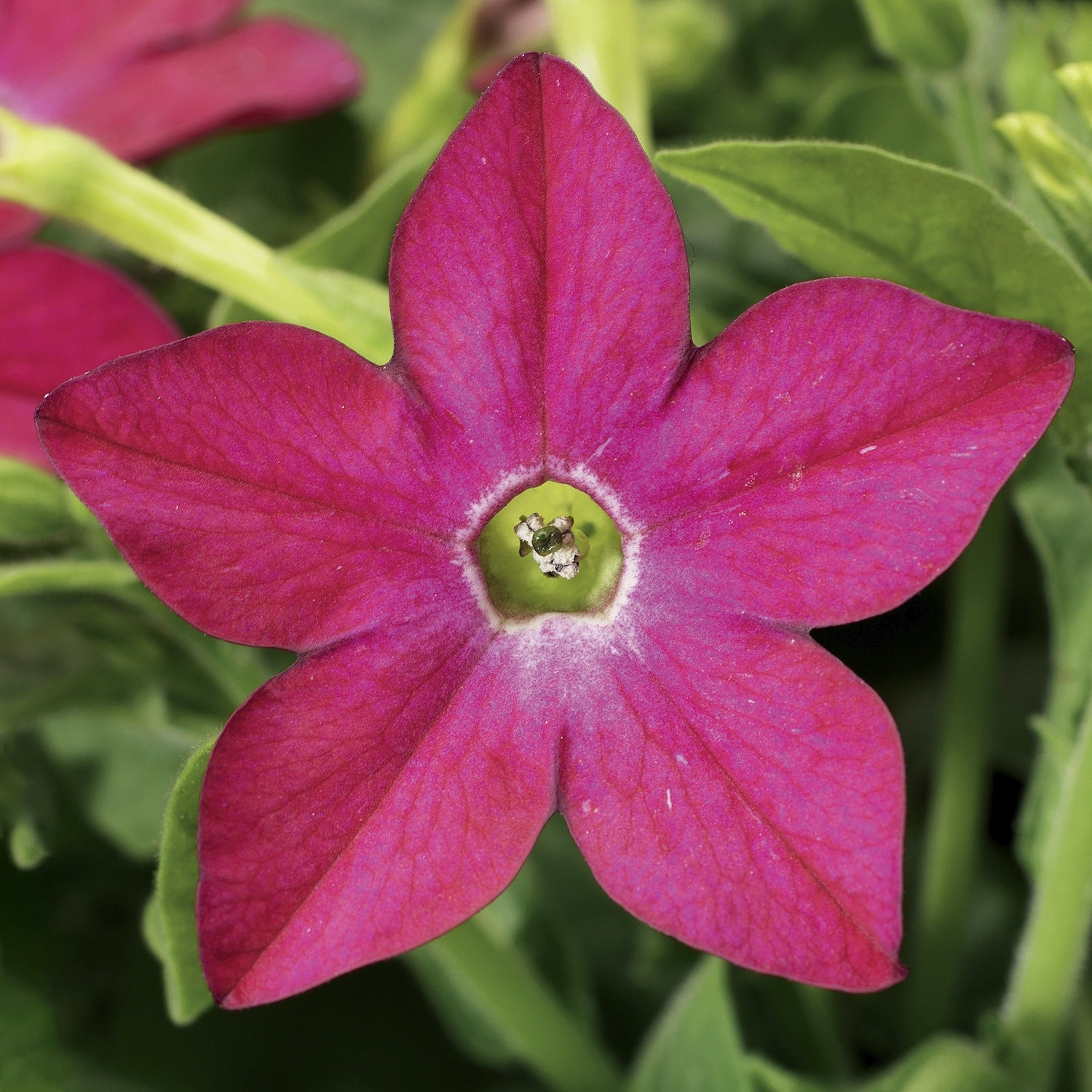 Bulk Nicotiana Seeds Saratoga Rose 25 thru 500 Pelleted Seeds