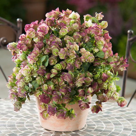 Kirigami Oregano Seeds 25 thru 250 Seeds Ornamental Oregano Trailing Oregano Seeds