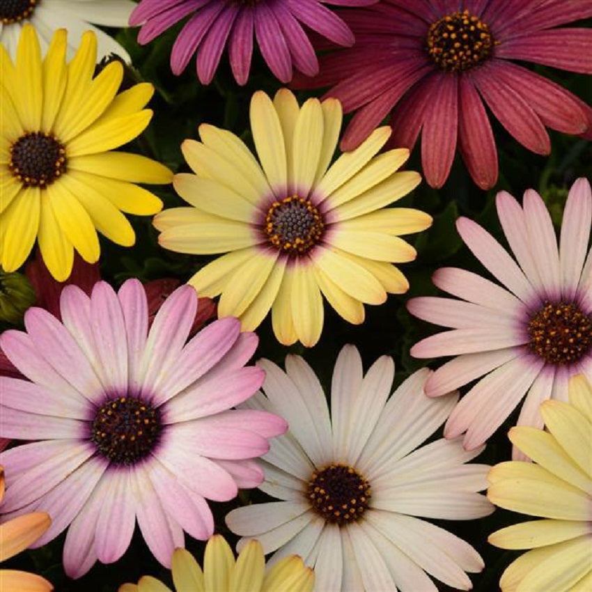 African Daisy Seeds 15 thru 50 Bulk Osteospermum Seeds Grand Canyon Mix