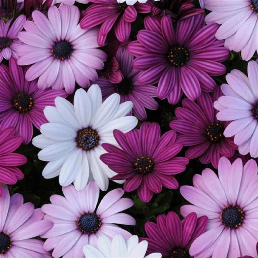 African Daisy Seeds 15 thru 50 Bulk Osteospermum Seeds Akila Mix