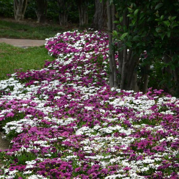 African Daisy Seeds 25 Osteospermum Seeds Akila Mix