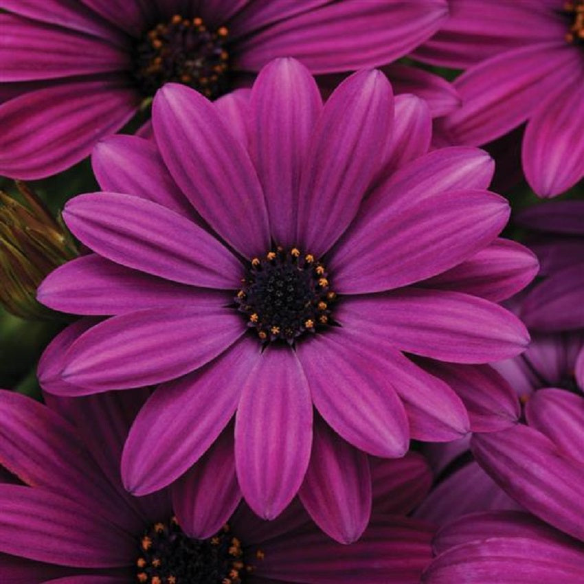 African Daisy Seeds 15 thru 50 Bulk Osteospermum Seeds Akila Purple