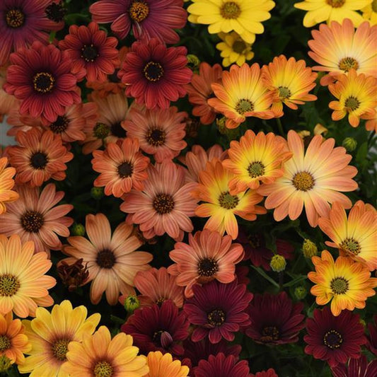 African Daisy Seeds 15 thru 50 Bulk Osteospermum Seeds Akila Sunset Shades