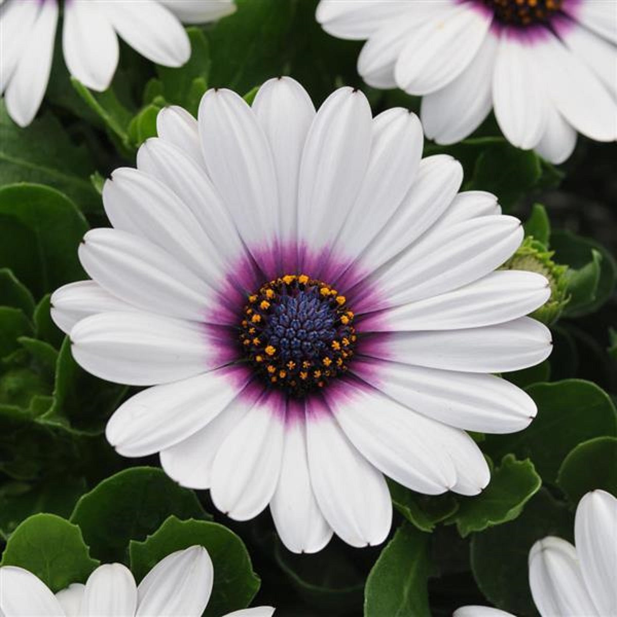 African Daisy Seeds 15 thru 50 Bulk Osteospermum Seeds Akila White With Purple Eye