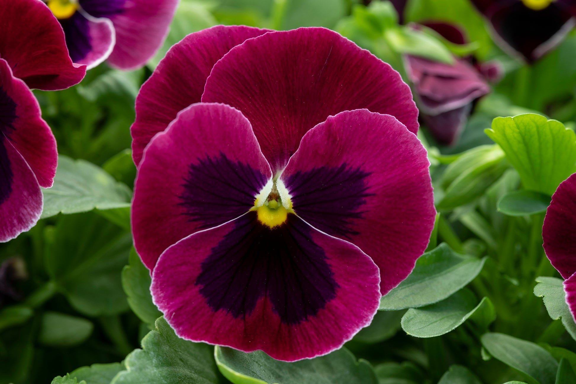 Pansy Seeds Pansy Spring Grandio Rose Blotch 50 Seeds