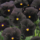 Pansy Character Black 50 Seeds Black Pansy Seeds