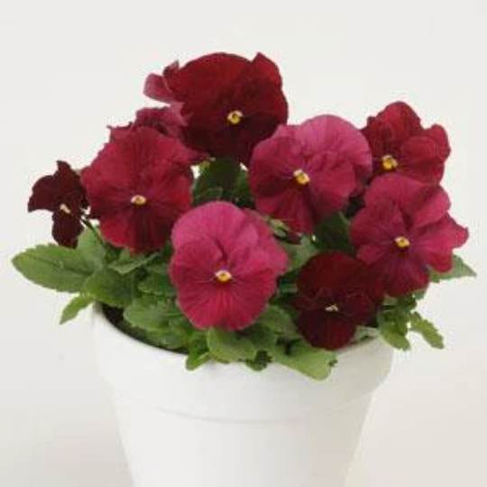 Pansy Seeds Character Clear Rose 25 thru 500 Viola Seeds