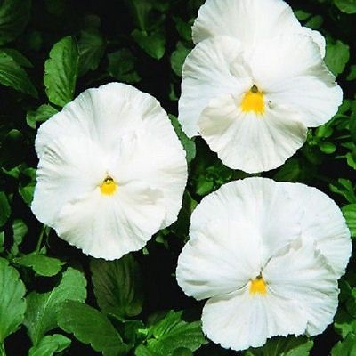 Pansy Seeds Character Clear White 25 thru 500 Viola Seeds