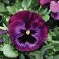 Pansy Seeds Colossus Neon Violet 50 Seeds Flower Seeds