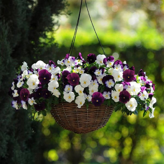 Cool Wave® Berries N Cream15 thru 100 Pansy Seeds Trailing Pansy