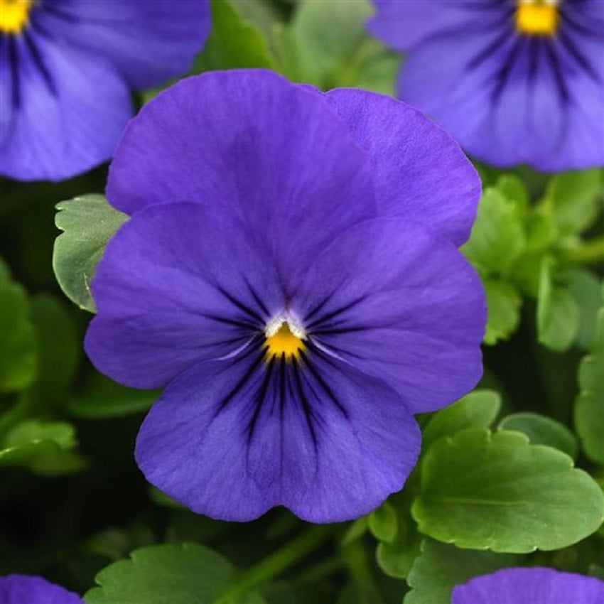 Cool Wave® Blue 15 thru 100 Pansy Seeds Trailing Pansies