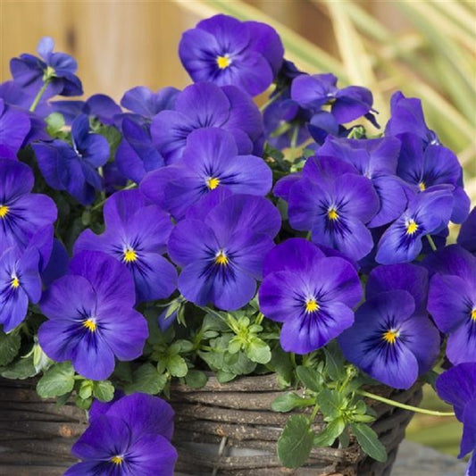 Cool Wave® Blue 15 thru 100 Pansy Seeds Trailing Pansies