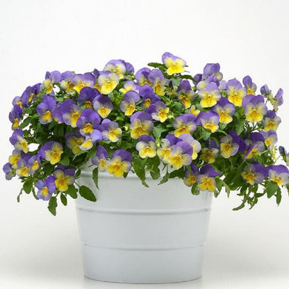 Cool Wave® Pansy Blueberry Swirl 15 thru 100 Pansy Seeds Trailing Pansies