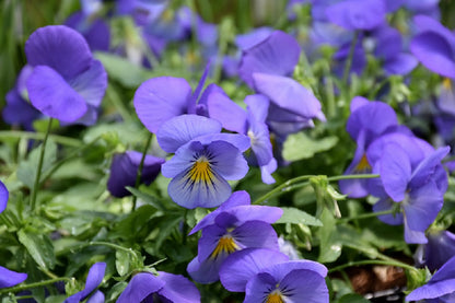 Cool Wave® Pansy Blue Skies 15 thru 100 Pansy Seeds Trailing Pansies