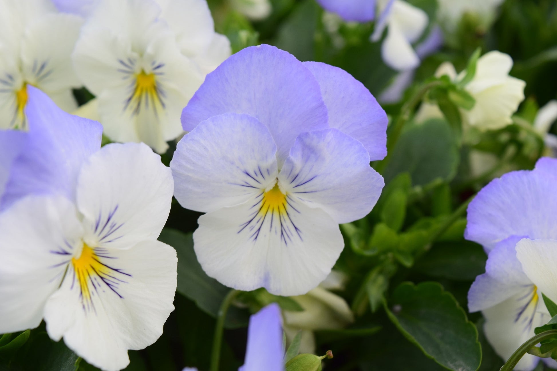 Cool Wave® Frost 15 thru 100 Pansy Seeds Trailing Pansy