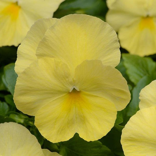 Cool Wave® Lemon 15 thru 100 Pansy Seeds Trailing Pansies