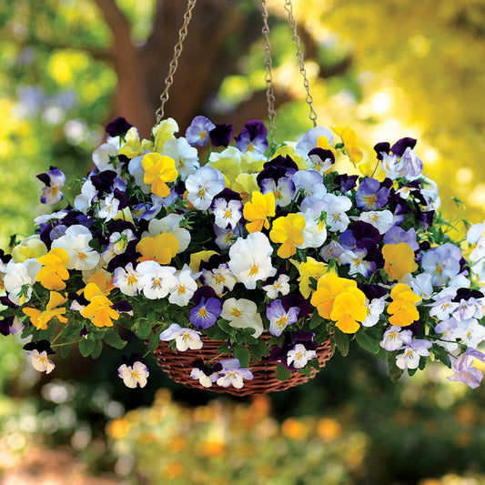 Cool Wave® Mix 15 thru 100 Pansy Seeds Trailing Pansy