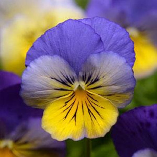 Pansy Seeds Cool Wave® Morpho 15 thru 100 Pansy Seeds Trailing Pansies