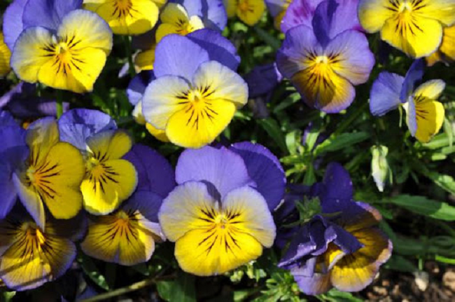 Pansy Seeds Cool Wave® Morpho 15 thru 100 Pansy Seeds Trailing Pansies