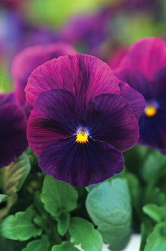 Cool Wave® Purple 15 thru 100 Pansy Seeds Trailing Pansies