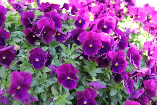 Cool Wave® Purple 15 thru 100 Pansy Seeds Trailing Pansies