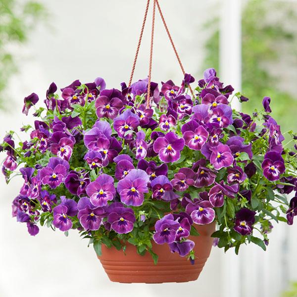 Pansy Seeds Cool Wave® Raspberry 15 thru 100 Pansy Seeds Trailing Pansies