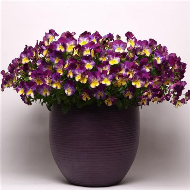 Cool Wave® Raspberry Swirl | Pansy Seeds | Pansies