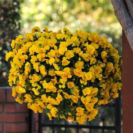 Cool Wave® Yellow 15 thru 100 Pansy Seeds Trailing Pansies