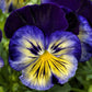 50 Pansy Seeds Delta Premium Blue Morpho