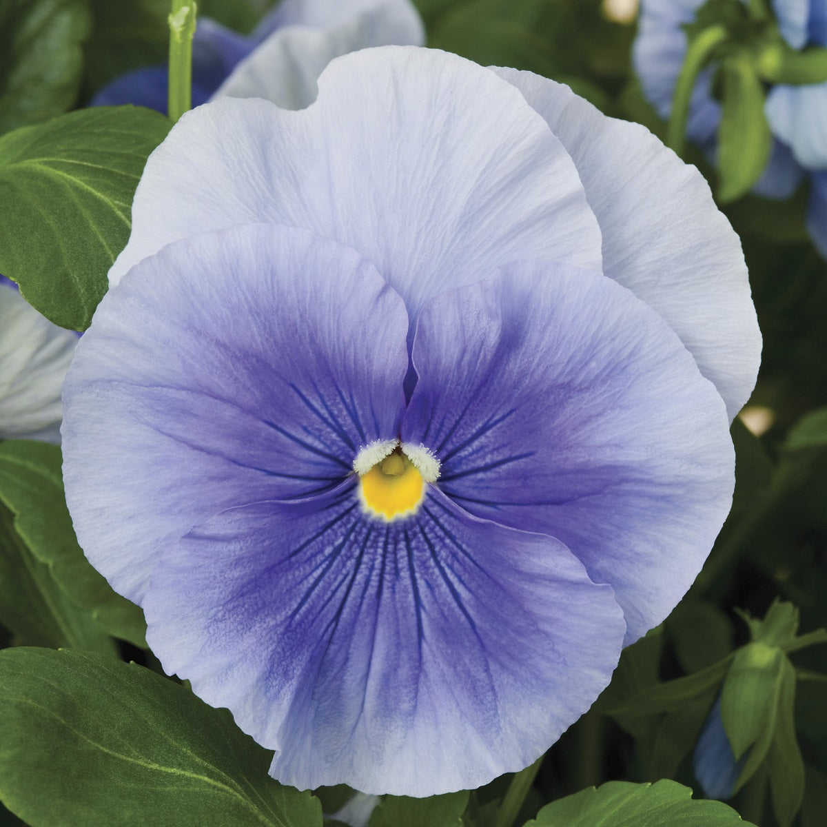 Pansies 50 Seeds Delta Pure Light Blue Flower Seeds