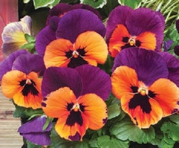 50 Pansy Seeds Character Purple Orange With Face Flower Seeds