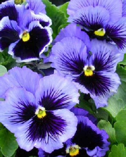 Pansy Seeds Frizzle Sizzle Blue 25 Thru 250 Bulk Flower Seeds