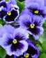 Bulk Pansy Seeds Frizzle Sizzle Blue 1,000 Bulk Flower Seeds
