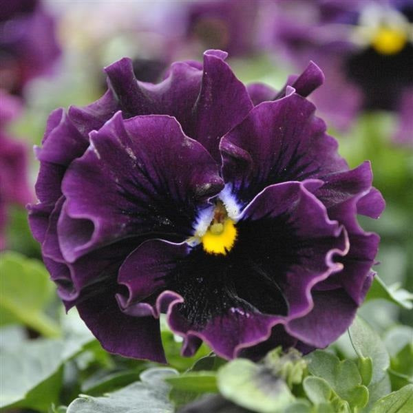 Viola Seeds Frizzle Sizzle Mini Purple 50 Flower Seeds