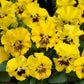 Viola Seeds Frizzle Sizzle Mini Yellow 50 Flower Seeds