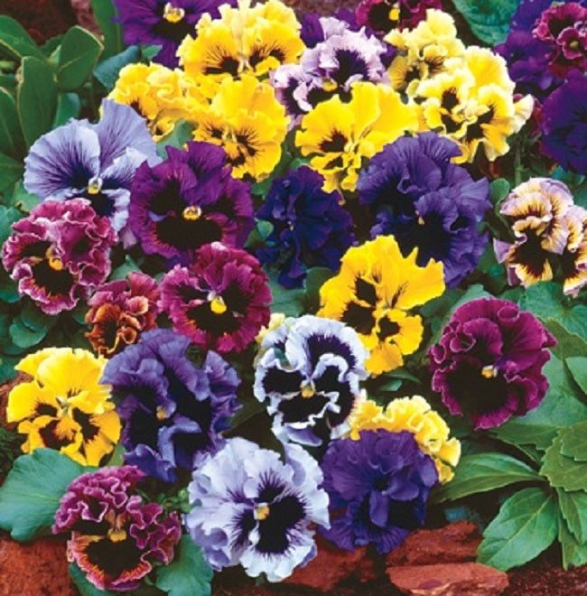 Frizzle Sizzle Mix Pansy Seeds 25 Thru 500 Bulk Flower Seeds