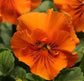 Bulk Pansy Seeds Frizzle Sizzle Orange 1,000 Bulk Flower Seeds