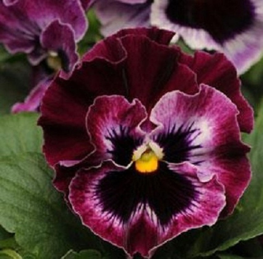 Pansy Seeds Frizzle Sizzle Raspberry 25 Thru 500 Bulk Flower Seeds