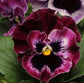 Bulk Pansy Seeds Frizzle Sizzle Raspberry 1,000 Bulk Flower Seeds