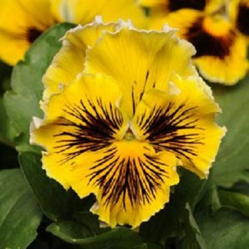 Pansy Seeds Frizzle Sizzle Yellow 25 Thru 250 Bulk Flower Seeds