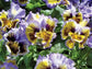 Pansy Frizzle Sizzle Yellow And Blue 50 Pansy Seeds