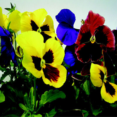 50 Pansy Seeds Giant Mix Flower Seeds