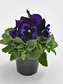 Pansy Seeds Inspire Plus Blue Velvet 50 Flower Seeds