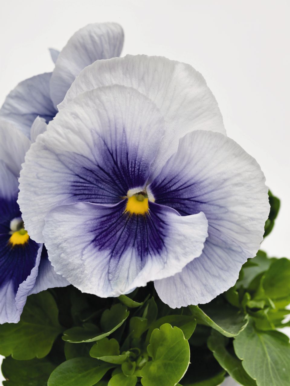 Pansy Seeds Inspire Plus Metalic Blue 50 Flower Seeds