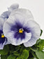 Pansy Seeds Inspire Plus Metalic Blue 50 Flower Seeds