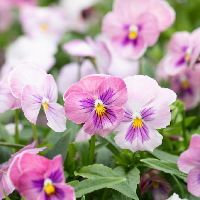 Pansy Seeds Inspire Plus Pink Shades 50 Flower Seeds