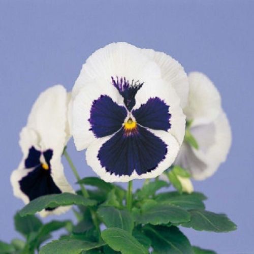 Pansy Seeds Majestic Giant Blue White 25 thru 500 Bulk Flower Seeds