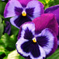 Pansies Majestic Giant Blue Jeans 50 Pansy Seeds