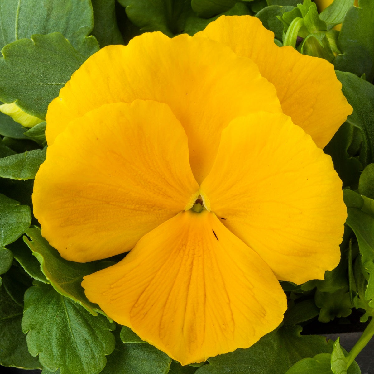 Pansy Seeds Majestic Giant Clear Yellow Pansies 25 thru 500 Seeds