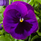 Pansies Majestic Giant Purple Blotch 50 Pansy Seeds